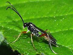 Ichneumon Wasp